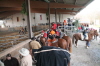 vom Pferd aus gibt�s bessere Sicht